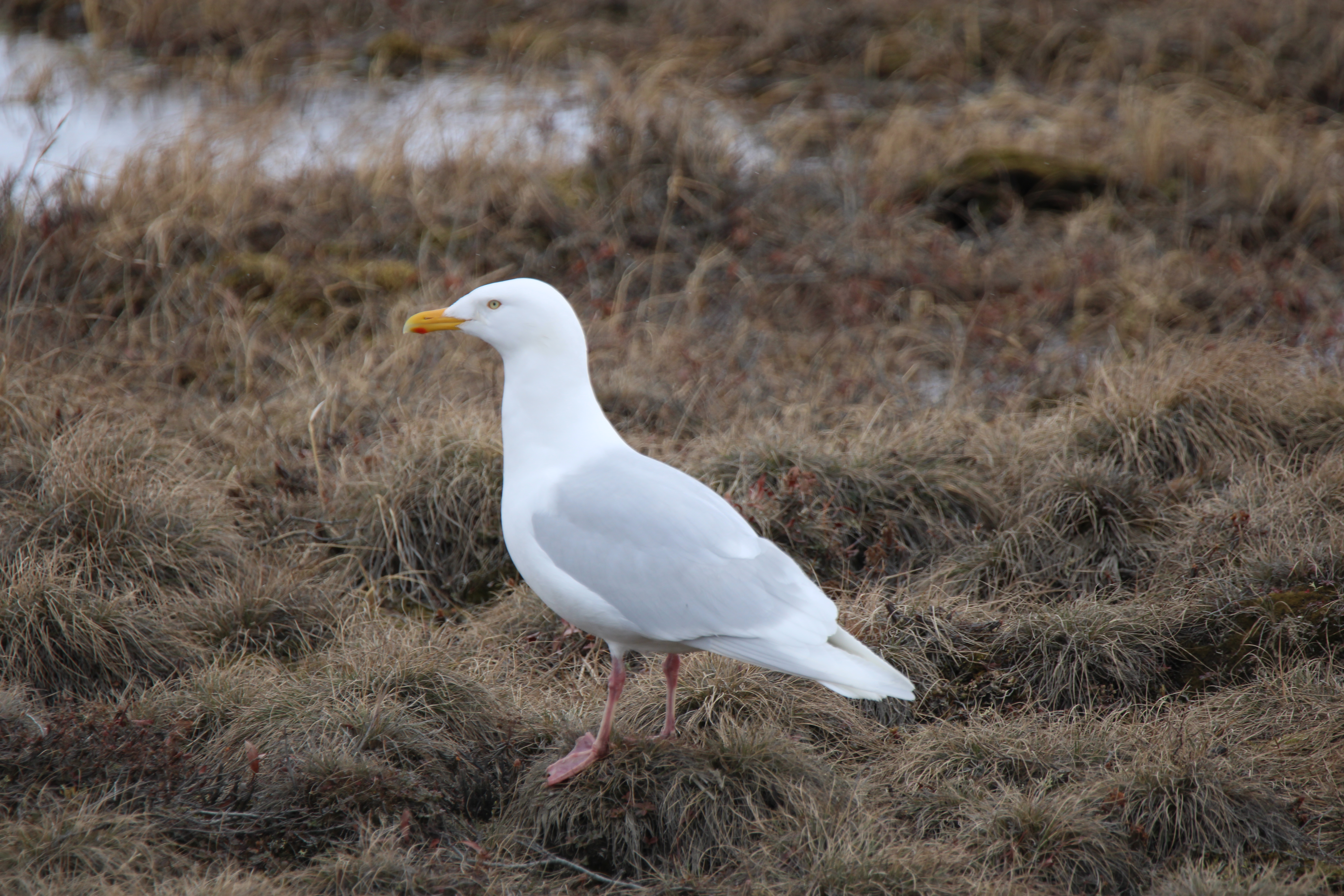 Glaucous Gull